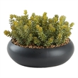Flocked Succulents in Black Simply Low Bowl