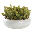 Flocked Succulents in White Simply Low Bowl