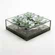 Frosted Echeveria in Marina Bowl with Black River Rock
