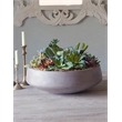 Mixed Succulents in Extra-Large Grey Newport Bowl