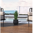 Snake Plant in Black Ribbed Mariella Planter