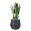Snake Plant in Black Ribbed Mariella Planter