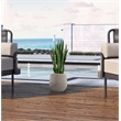 Snake Plant in White Ribbed Mariella Planter