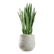 Snake Plant in White Ribbed Mariella Planter