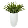 Orchid Foliage in White Ribbed Nell Planter