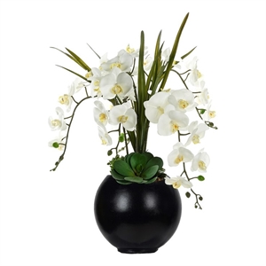 White Orchids and Echeverias in Black Porter Planter
