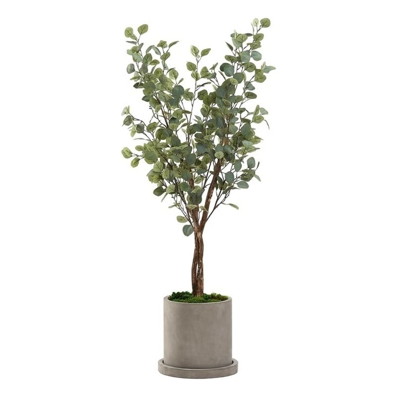 5' Silver Dollar Eucalyptus Tree in Grey Marta Planter