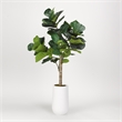 5.5' Fiddle Leaf Fig Tree in Quinn Planter