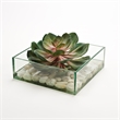Pink/Green Echeveria in Marina Bowl
