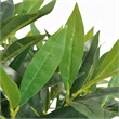 vidaXL Medium Artificial Plant in Green