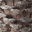 Hazel Pine Cone Accent Decor- 14 Inch Sculpture Polyresin- Gray