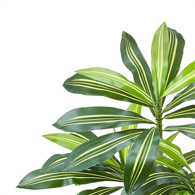 Kren Artificial Dracaena Tree- White Planter- Lifelike Poly Silk 60 Inch