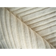 Teton Hand-Tufted New Zealand Wool Beige/Ivory 4'x6' Area Rug