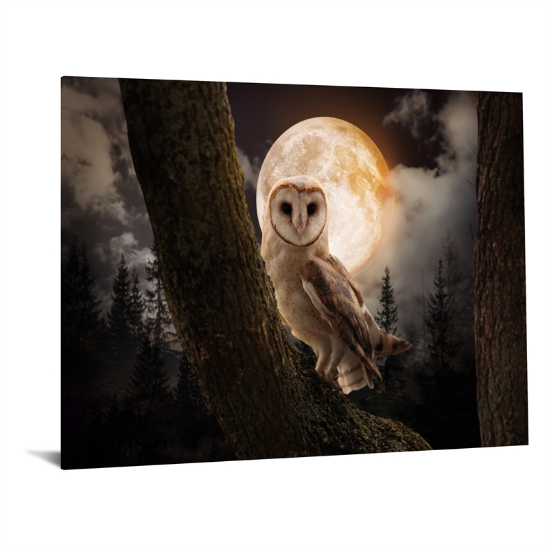 Night Owl Frameless Multi-Color Tempered Glass Wall Art - 60
