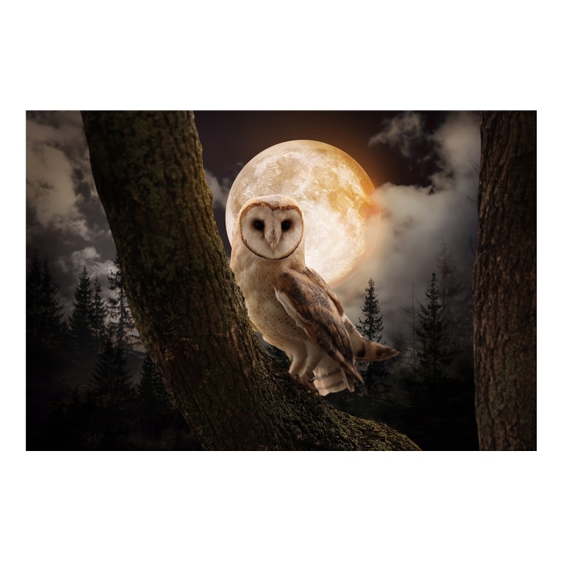Night Owl Frameless Multi-Color Tempered Glass Wall Art - 60
