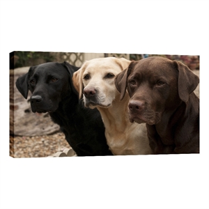 Three Labs in Waiting Multi-Color Canvas Wall Art - Wood Frame - 36&quot x 24&quot