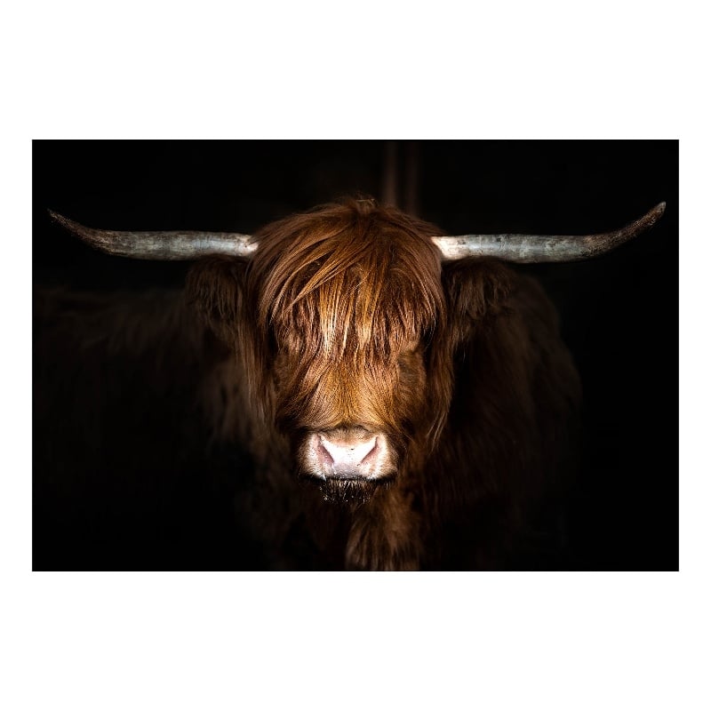 Highland Cow on Black Frameless Multi-Color Tempered Glass Wall Art - 60
