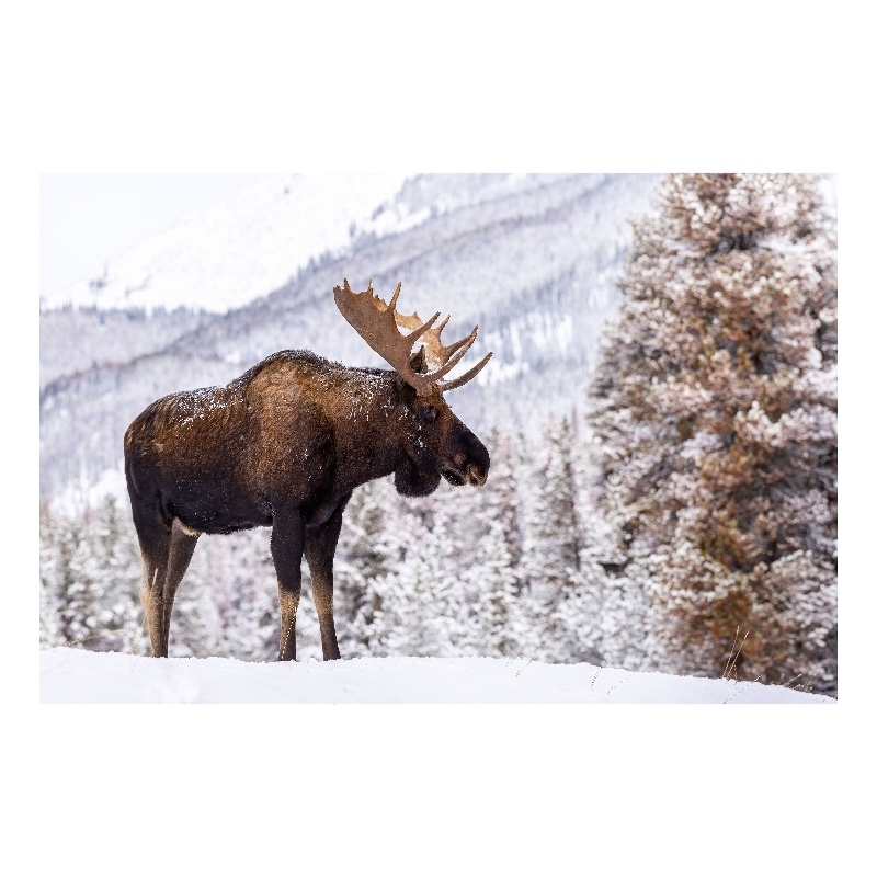 Moose in Snow Frameless Tempered Glass Wall Art - 60