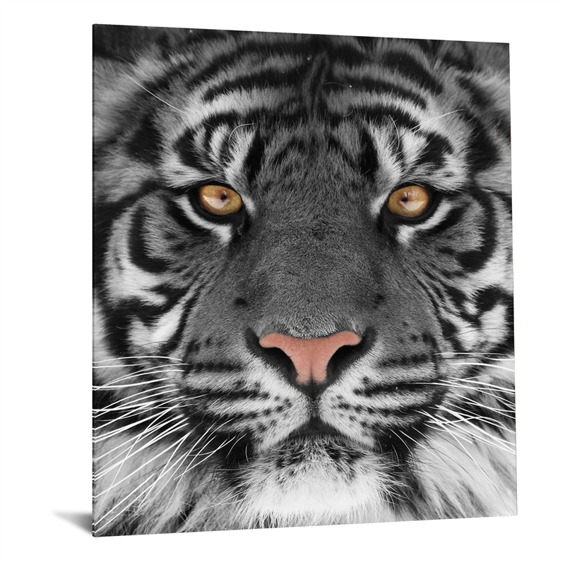 Eye of the Tiger Frameless Tempered Glass Wall Art - Multicolor