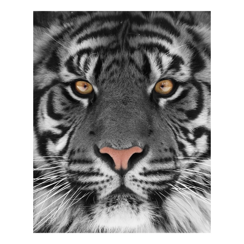 Eye of the Tiger Frameless Tempered Glass Wall Art - Multicolor