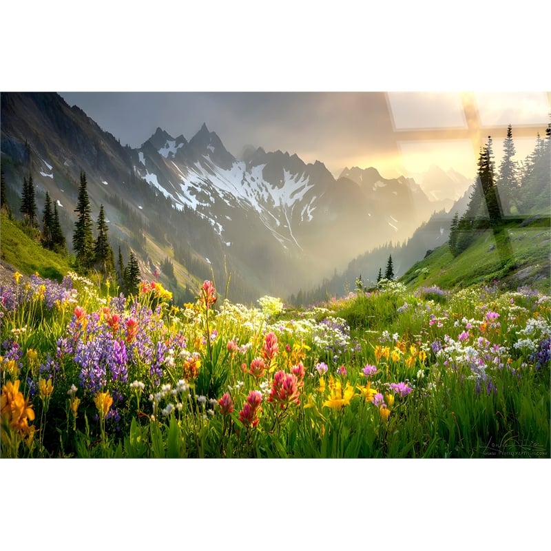 Alpine Wildflower Misty - 40