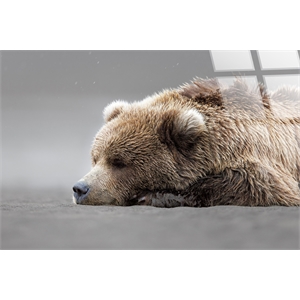 Serene Slumber Frameless Tempered Glass Wall Art - 60&quot x 40&quot - Brown