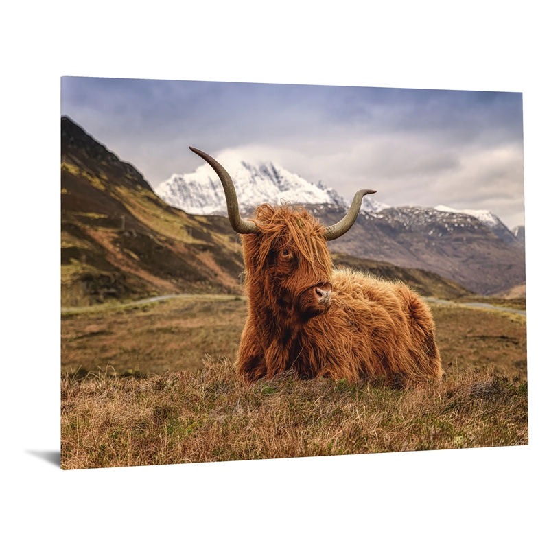 Highland Cow Frameless Tempered Glass Wall Art - 60