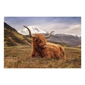 Highland Cow Frameless Tempered Glass Wall Art - 60&quot x 40&quot - Multicolor