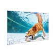 Poolside Retriever - 40