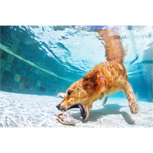 Poolside Retriever - 40&quot x 60&quot - Tempered Glass - Blue - Contemporary