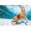 Poolside Retriever - 40