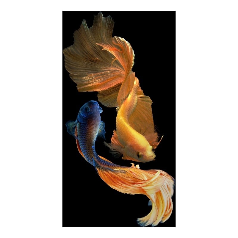 Ying Yang Fish Frameless Tempered Glass Wall Art - 40