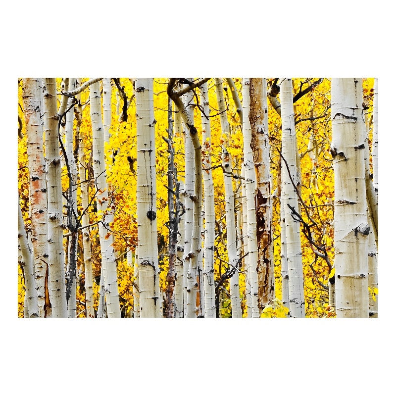 Yellow Aspen Frameless Tempered Glass Wall Art - 60
